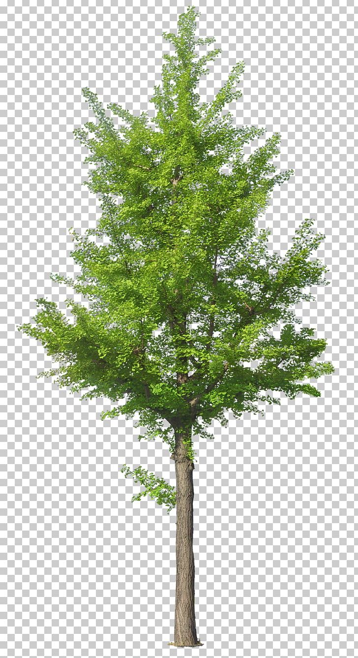 Tree PNG, Clipart, Branch, Clip Art, Conifer, Download, Encapsulated Postscript Free PNG Download