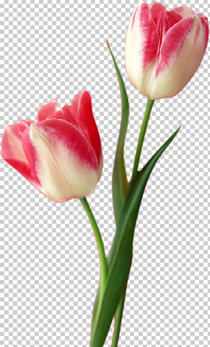 Tulip Flower Computer File PNG, Clipart, Arumlily, Bud, Cut Flower, Encapsulated Postscript, Flowers Free PNG Download