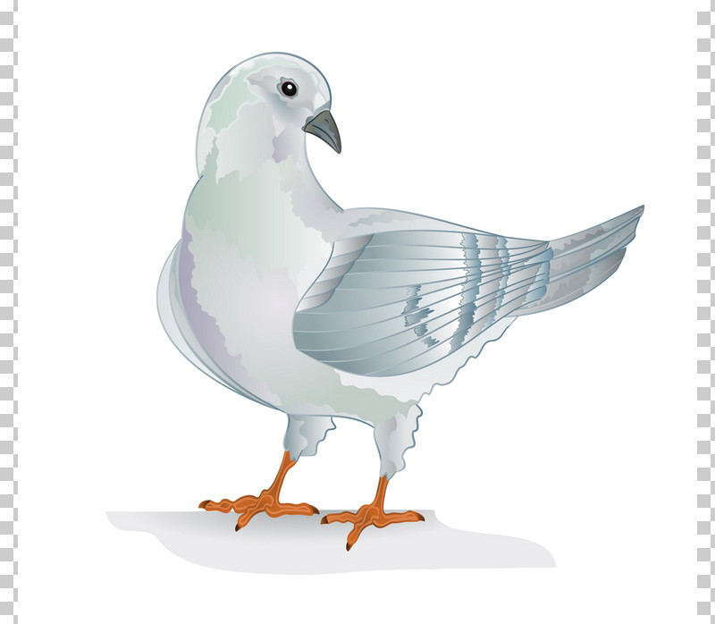 Feather PNG, Clipart, Animal Figure, Beak, Bird, Feather, Pigeons And Doves Free PNG Download