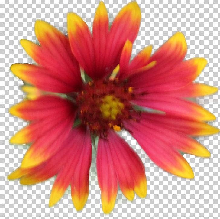 Blanket Flowers PNG, Clipart, Annual Plant, Blanket, Blanket Flowers, Chrysanths, Cut Flowers Free PNG Download