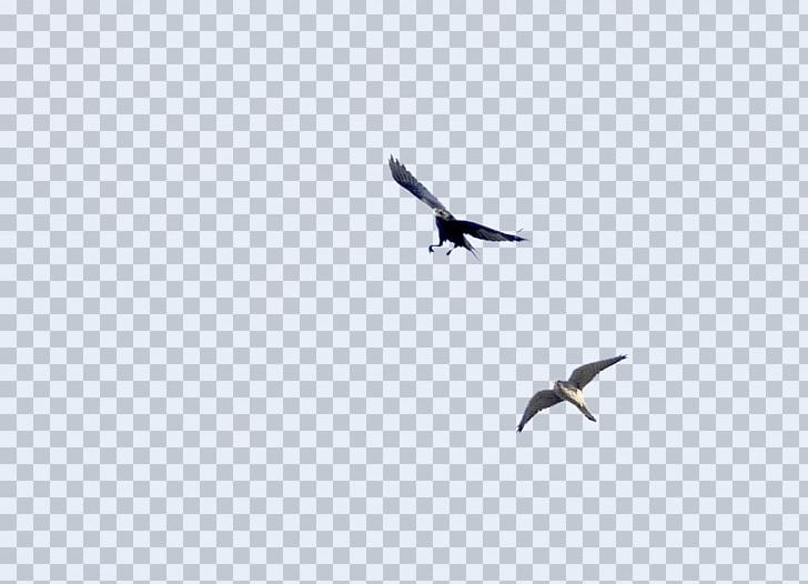 Flight Bird Migration Sky Eagle PNG, Clipart, Accipitriformes, Animal Migration, Beak, Bird, Bird Migration Free PNG Download