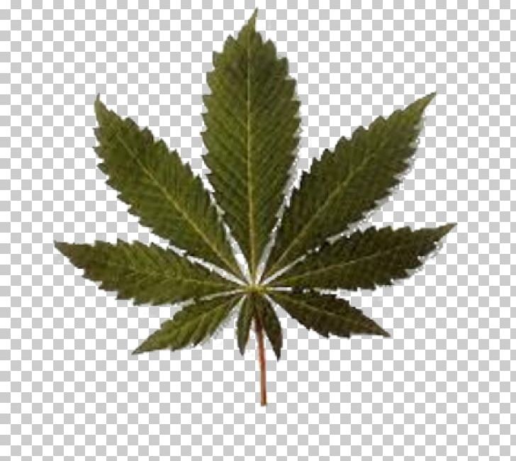 Medical Cannabis Legalization Legality Of Cannabis Decriminalization PNG, Clipart, 420 Day, Cannabis, Cannabis Consumption, Cannabis Smoking, Decriminalization Free PNG Download