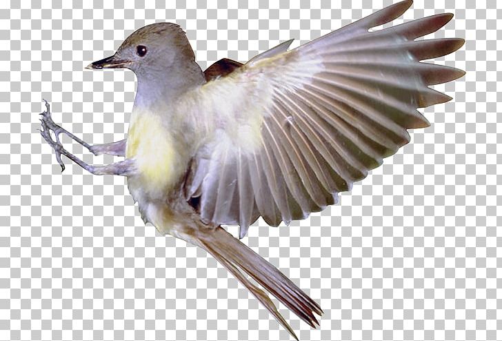 Bird Flight Finch Bird Flight Serial Homology PNG, Clipart, American Sparrows, Animals, Beak, Bird, Bird Flight Free PNG Download