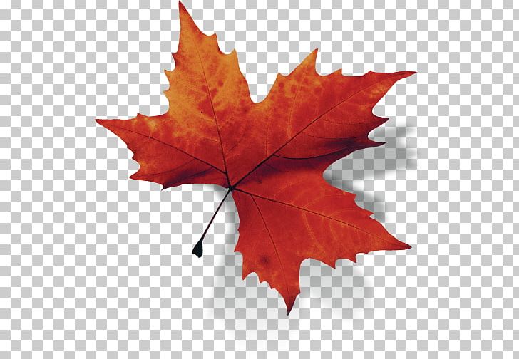 Canada Maple Leaf PNG, Clipart, Autumn, Background, Canada, Desktop Wallpaper, Dont Drag Me Down Free PNG Download