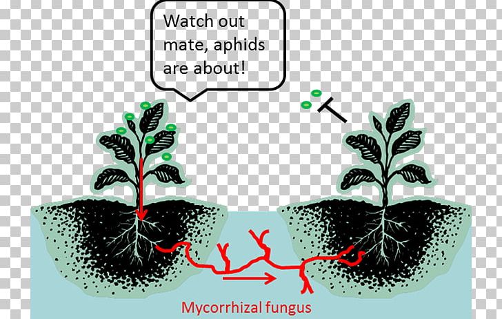 The Secret Life Of Plants Botany Mycorrhiza Plant Communication PNG, Clipart, Biology, Botany, Ecology, Ecosystem, Flora Free PNG Download