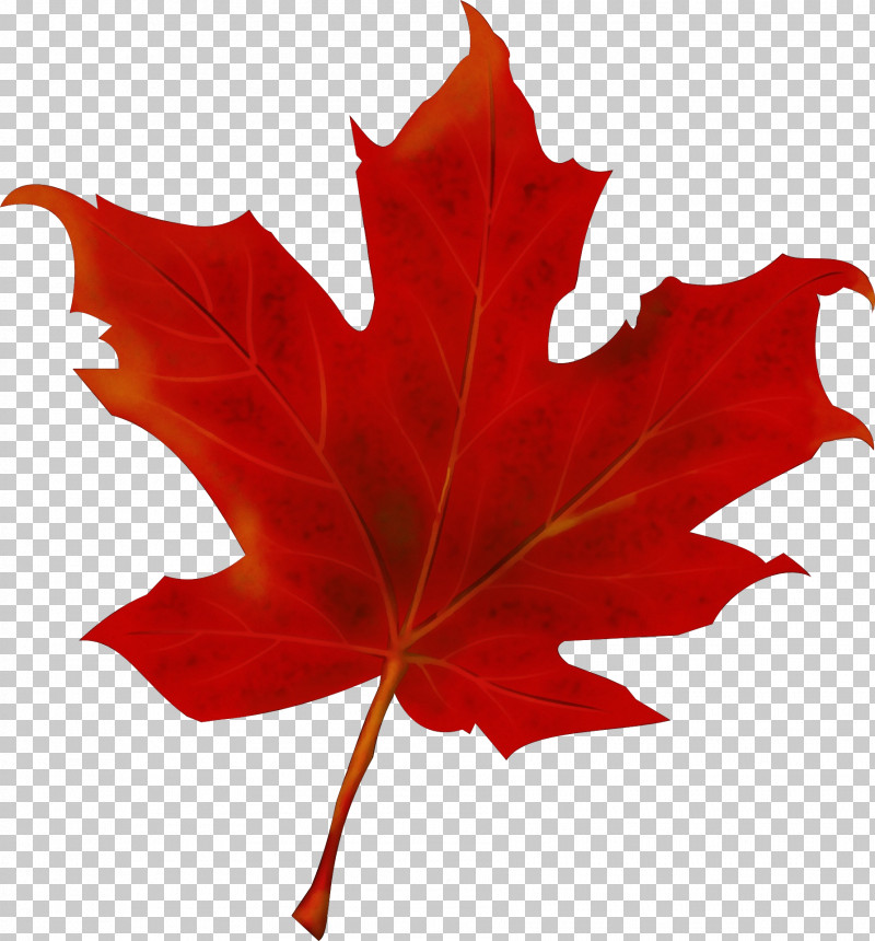 Maple Leaf PNG, Clipart, Black Maple, Deciduous, Flower, Leaf, Maple Free PNG Download