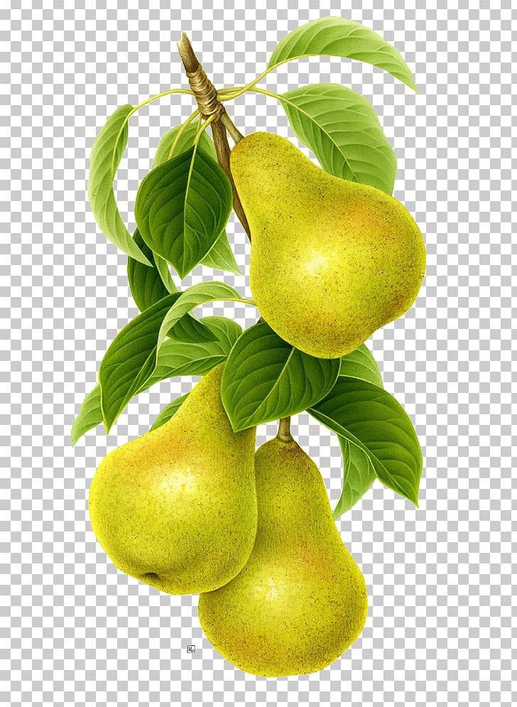 Asian Pear Pyrus Nivalis Fruit PNG, Clipart, Adobe Illustrator, Apple, Auglis, Coreldraw, Download Free PNG Download