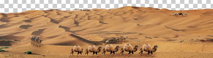 Camel Great Sandy Desert Erg PNG, Clipart, Animals, Arizona Desert, Badlands, Business Team, Camel Like Mammal Free PNG Download
