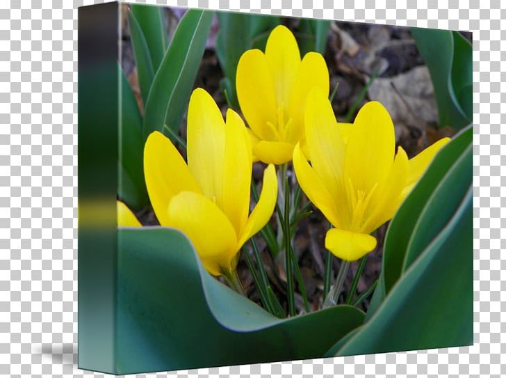 Crocus Vernus Gallery Wrap Flora Yellow Canvas PNG, Clipart, Art, Canvas, Crocus, Crocus Vernus, Flora Free PNG Download