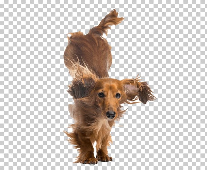Dog Breed Puppy Dachshund Companion Dog Nail Art PNG, Clipart, Carnivoran, Companion Dog, Dachshund, Dachshund Dog, Decal Free PNG Download