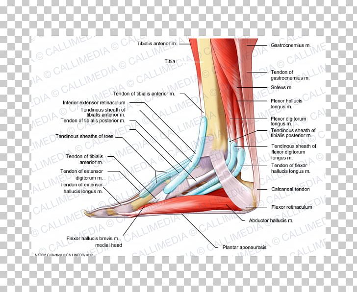 Elbow Foot Muscle Anatomy Aponeurosis PNG, Clipart, Anatomy, Angle, Aponeurosis, Arm, Blood Vessel Free PNG Download