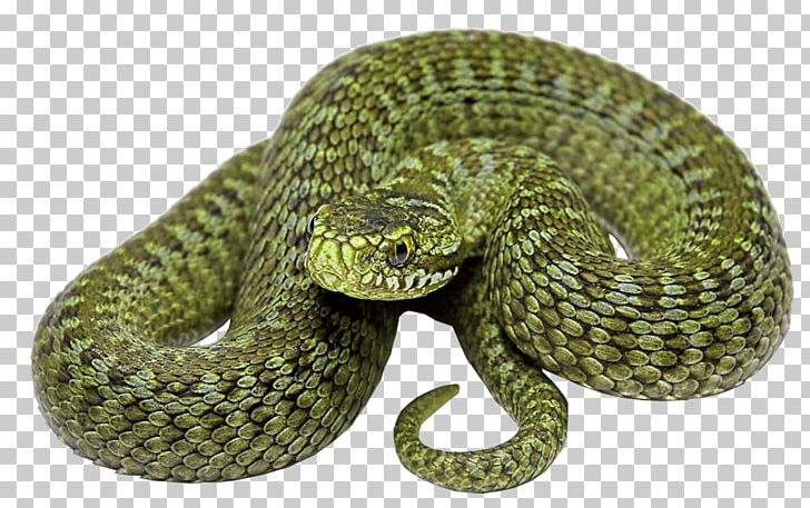 Rattlesnake Vipers PNG, Clipart, Animals, Colubridae, Desktop Wallpaper, Display Resolution, Elapidae Free PNG Download