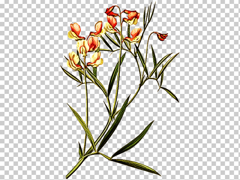 Floral Design PNG, Clipart, Biology, Branching, Cut Flowers, Flora, Floral Design Free PNG Download