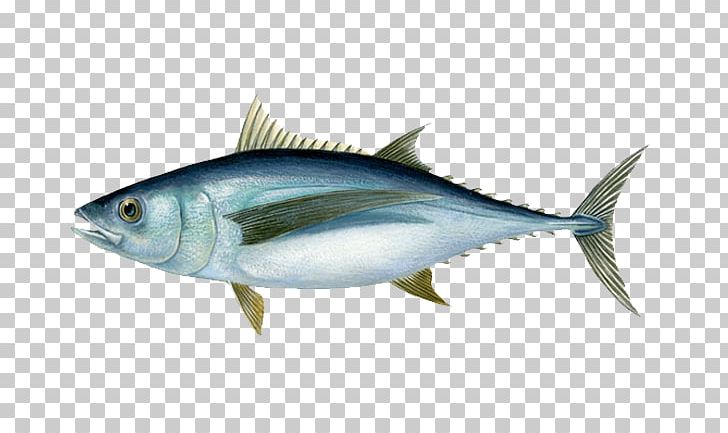 Albacore Bigeye Tuna Blackfin Tuna Yellowfin Tuna Southern Bluefin Tuna PNG, Clipart, Albacore, Anchovy, Atlantic Bluefin Tuna, Bigeye Tuna, Bony Fish Free PNG Download