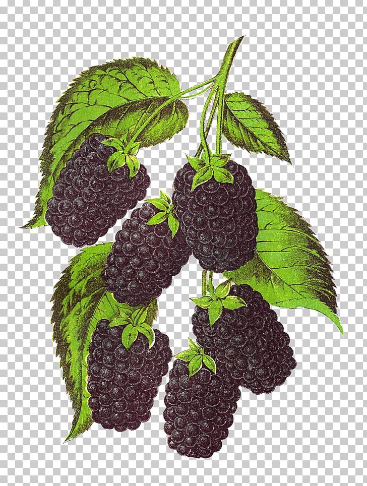 Blackberry Fruit PNG, Clipart, Amla, Art, Berry, Blackberry, Botanical Illustration Free PNG Download