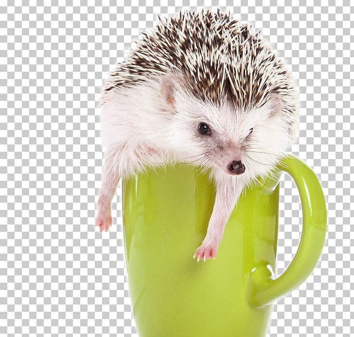 Domesticated Hedgehog Four-toed Hedgehog Southern African Hedgehog Amur Hedgehog PNG, Clipart, Alternate, Animal, Animals, Atelerix, Background Green Free PNG Download