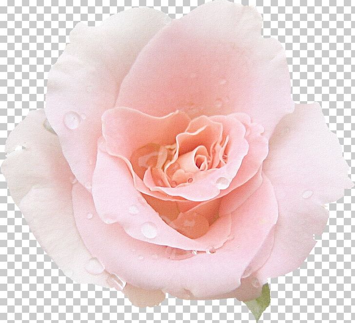 Garden Roses Pink Centifolia Roses Cut Flowers Floribunda PNG, Clipart, Centifolia Roses, Closeup, Color, Cut Flowers, Floribunda Free PNG Download