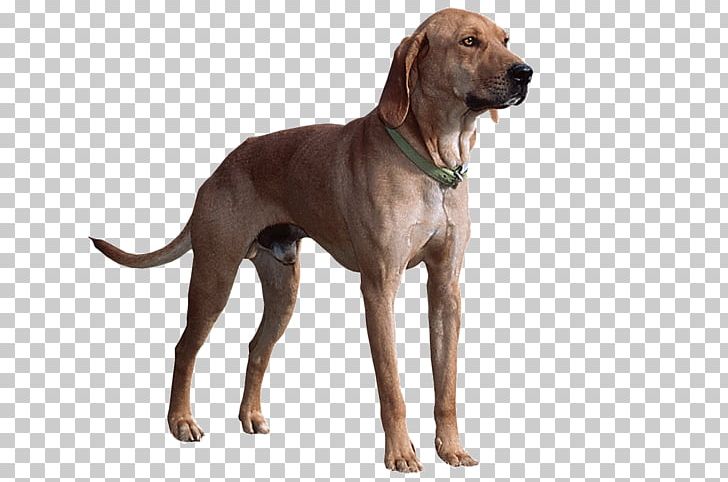 Plott Hound Redbone Coonhound Dog Breed Beagle Field Spaniel PNG, Clipart, American Kennel Club, Beagle, Breed, Brindle, Broholmer Free PNG Download