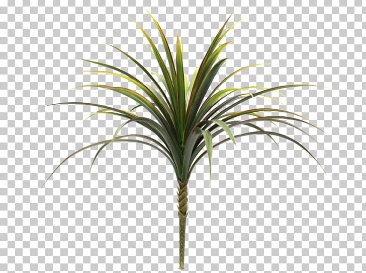 Arecaceae Houseplant Grasses Leaf PNG, Clipart, Advanced Manufacturing, Agave, Arecaceae, Arecales, Family Free PNG Download