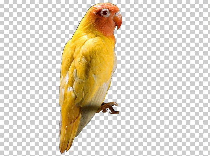 Budgerigar Red-headed Lovebird Parrot PNG, Clipart, Animals, Bird, Bird, Budgerigar, Common Pet Parakeet Free PNG Download