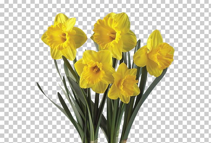 Daffodil Flower Plant Bulb Tulip PNG, Clipart, Amaryllis, Amaryllis Family, Bulb, Clivia, Cut Flowers Free PNG Download
