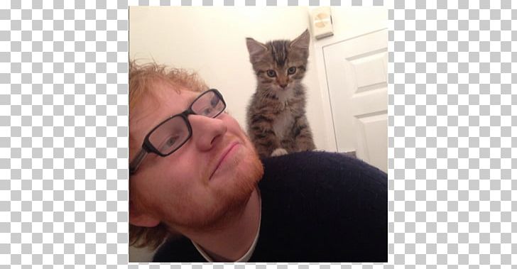 Ed Sheeran Kitten International Cat Day Celebrity PNG, Clipart, Carnivoran, Cat, Cat Like Mammal, Celebrity, Ear Free PNG Download