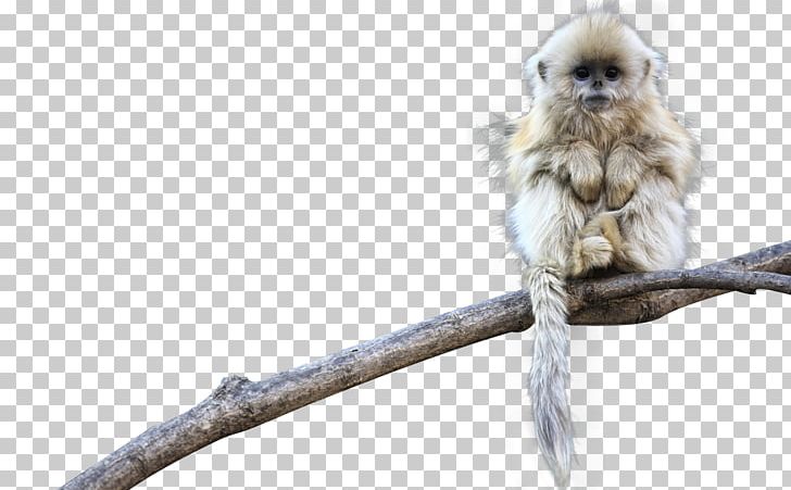 Monkey PNG, Clipart, Animal, Animals, Dead, Encapsulated Postscript, Fauna Free PNG Download