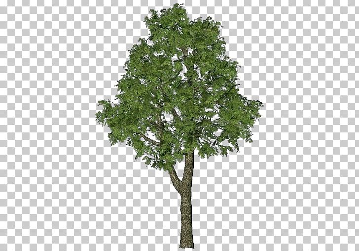 Nikon D80 Tree FurniFlor Oak PNG, Clipart, 3d Modeling, Bay Laurel, Box, Branch, Furniflor Free PNG Download