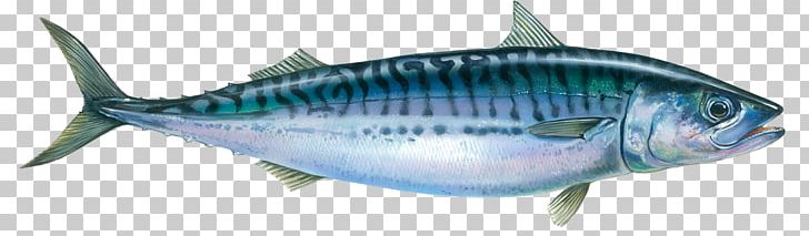 Oily Fish Atlantic Mackerel Seafood PNG, Clipart, Allergy, Animal Figure, Animals, Atlantic Cod, Atlantic Mackerel Free PNG Download