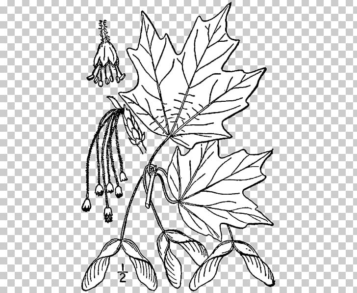 Sugar Maple Maple Leaf Coloring Book Silver Maple Tree PNG, Clipart, Aceraceae, Acer Nigrum, Autumn Leaf Color, Bark, Black And White Free PNG Download