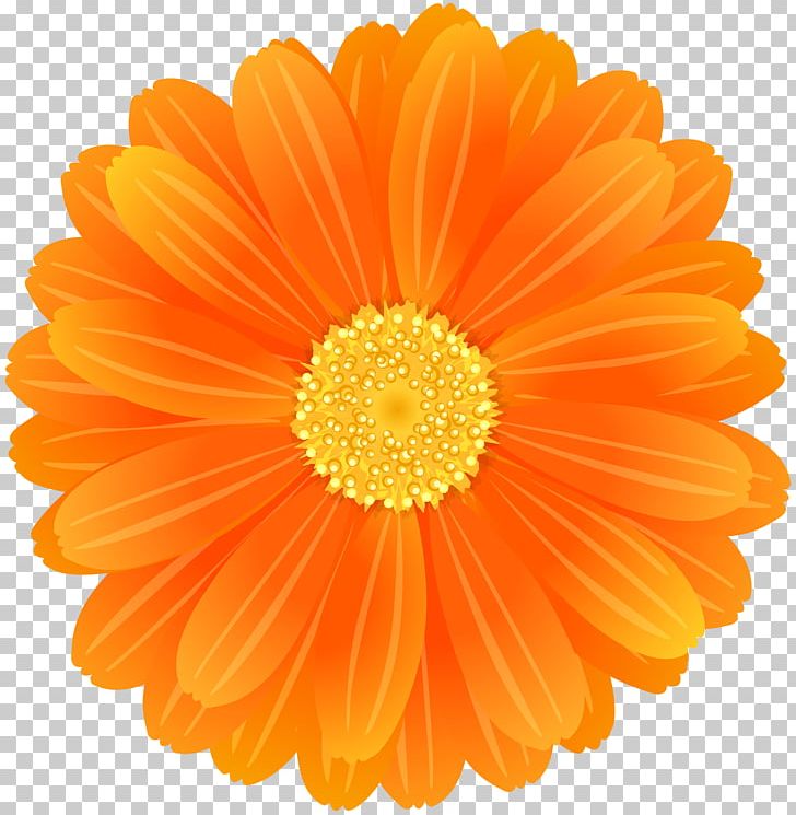 Transvaal Daisy Flower Desktop Orange PNG, Clipart, Birth Flower, Calendula, Chrysanths, Color, Cut Flowers Free PNG Download