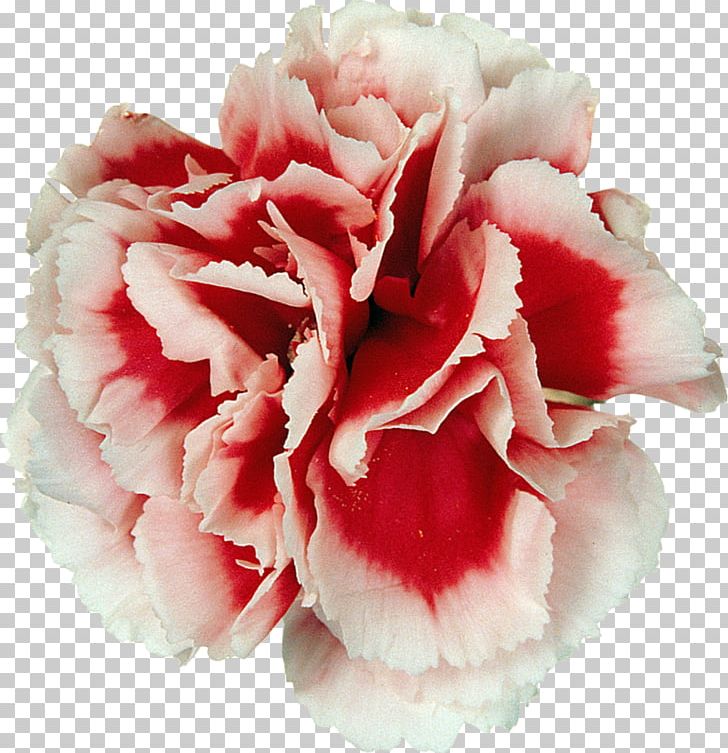 Carnation Cut Flowers Peony Flower Bouquet PNG, Clipart, Carnation, Cut Flowers, Degisik, Flower, Flower Bouquet Free PNG Download
