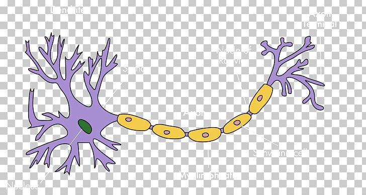 Upper Motor Neuron Soma Nervous System PNG, Clipart, Animal Figure, Area, Art, Artwork, Axon Free PNG Download