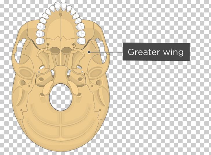 Pterygoid Processes Of The Sphenoid Medial Pterygoid Muscle Sphenoid Bone Lateral Pterygoid Muscle Pterygoid Hamulus PNG, Clipart, Anatomy, Bone, Fantasy, Greater Wing Of Sphenoid Bone, Hardware Accessory Free PNG Download