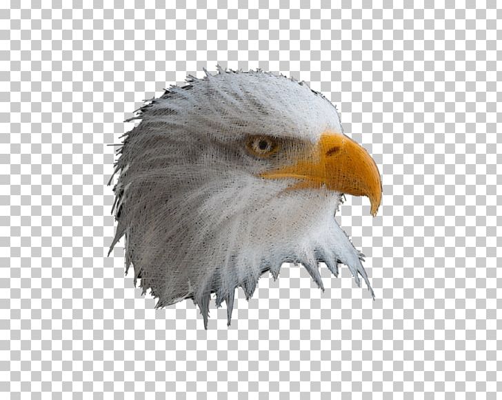 Bald Eagle Beak Fauna Common Buzzard PNG, Clipart, Accipitriformes, Animals, Animatron, Bald, Bald Eagle Free PNG Download