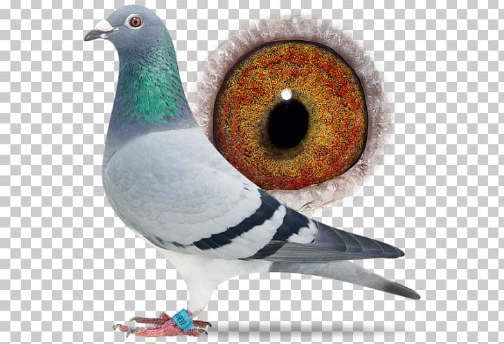 Columbidae Domestic Pigeon Pigeon Racing Bird Breed PNG, Clipart, Animals, Beak, Bird, Breed, Columbidae Free PNG Download
