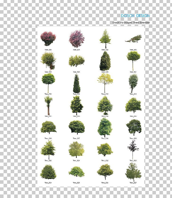 Flower Tree Shrub Plant Stem Herb PNG, Clipart, Evergreen, Flora, Flower, Grass, Herb Free PNG Download