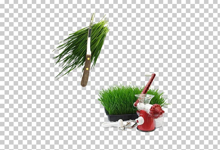 Juice Wheatgrass Computer Icons Icon Design PNG, Clipart, Christmas Ornament, Computer Icons, Download, Evergreen, Flowerpot Free PNG Download