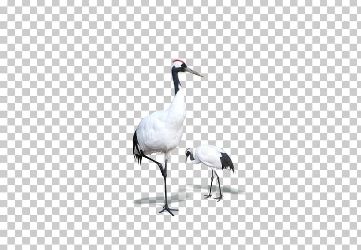 Red-crowned Crane Bird Goose PNG, Clipart, Animal, Background White, Beak, Black White, Chinese Style Free PNG Download