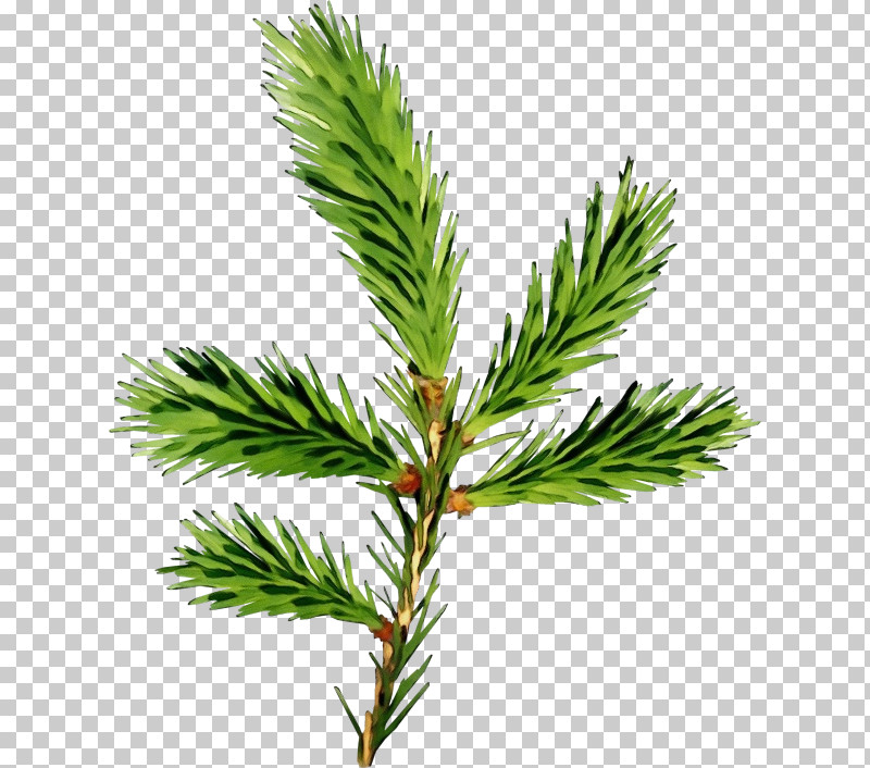 Shortleaf Black Spruce Columbian Spruce Jack Pine White Pine Yellow Fir PNG, Clipart, Columbian Spruce, Jack Pine, Loblolly Pine, Lodgepole Pine, Oregon Pine Free PNG Download