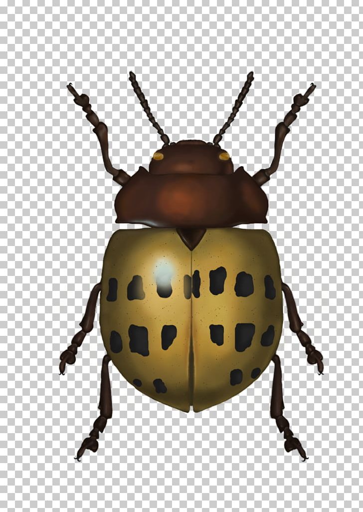 Weevil Insect Scarab Lady Bird PNG, Clipart, Animals, Arthropod, Beetle, Insect, Invertebrate Free PNG Download