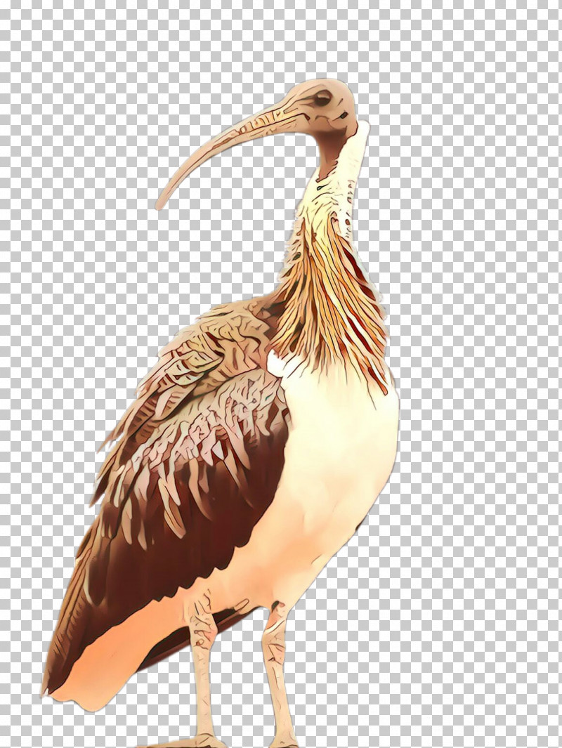 Bird Beak Ibis Pelecaniformes Pelican PNG, Clipart, Beak, Bird, Ciconiiformes, Cranelike Bird, Heron Free PNG Download