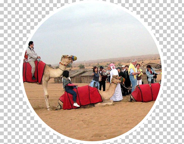 Camel Desert Safari Dubai Landscape Evening Desert Safari PNG, Clipart, Camel, Camel Like Mammal, Desert, Desert Safari Dubai, Dubai Free PNG Download