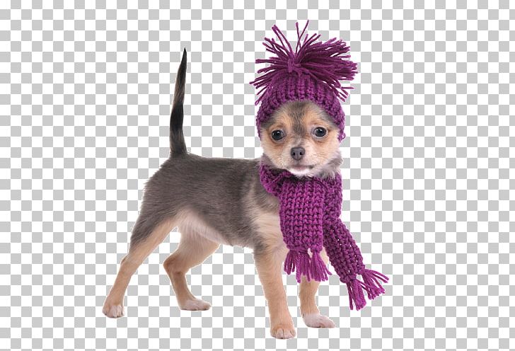 Chihuahua Yorkshire Terrier Puppy Stock Photography Scarf PNG, Clipart, Animals, Bandana, Carnivoran, Chihuahua, Clothing Free PNG Download