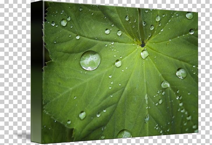Leaf PNG, Clipart, Dew, Drop, Green, Leaf, Moisture Free PNG Download