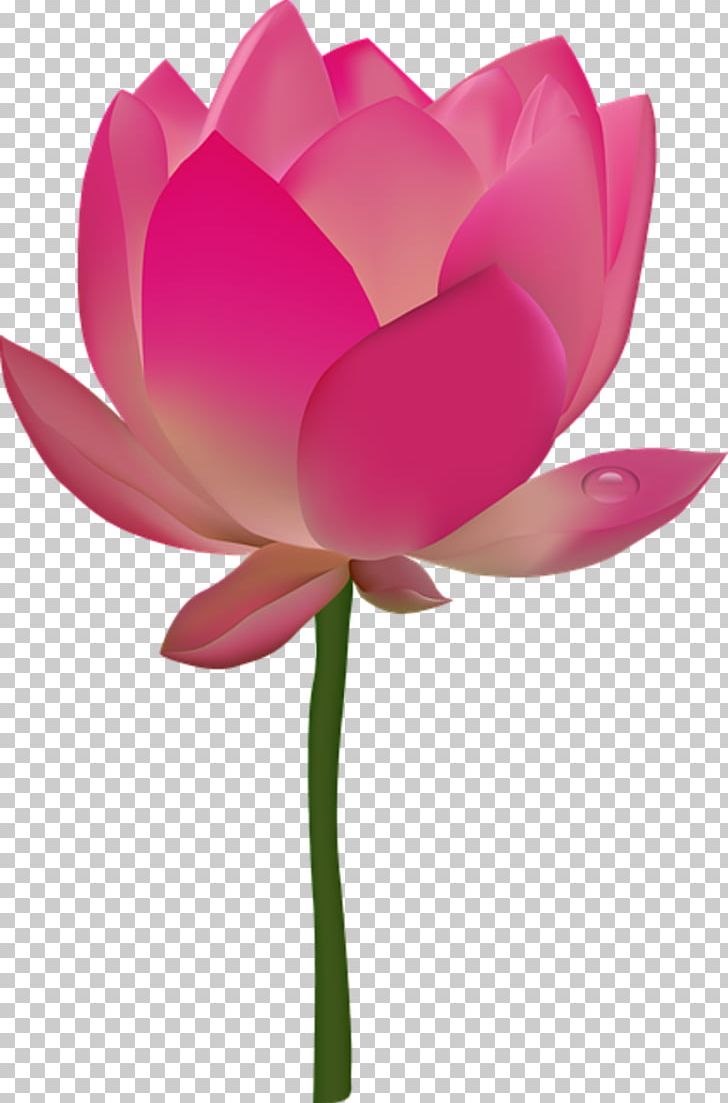 Nelumbo Nucifera Egyptian Lotus Flower PNG, Clipart, Aquatic Plant, Aquatic Plants, Cut, Desktop Wallpaper, Egyptian Lotus Free PNG Download