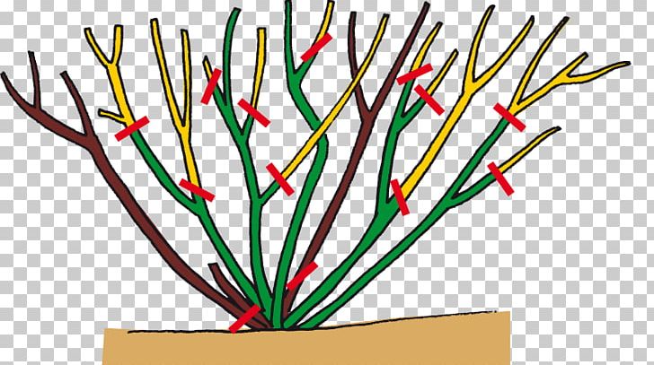 Bodendecker-Rose Branch Garden Centre PNG, Clipart, Blumenland Halmer, Bodendeckerrose, Branch, Experience Murrenhoff Green, Flower Free PNG Download