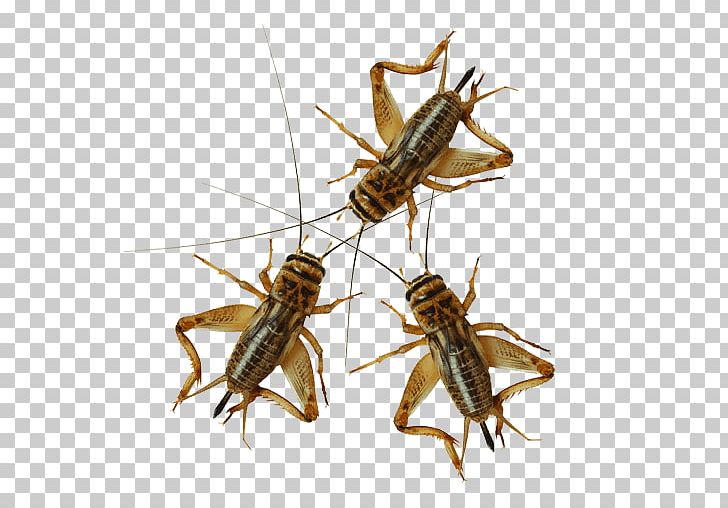 Cockroach Mosquito Pest Control Termite PNG, Clipart, Animals, Ant, Arthropod, Bed Bug, Bed Bug Control Techniques Free PNG Download