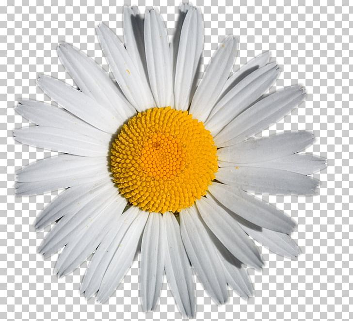 German Chamomile Tina Nails Extract Tea PNG, Clipart, Chamaemelum Nobile, Chamomile, Chrysanths, Cut Flowers, Daisy Free PNG Download
