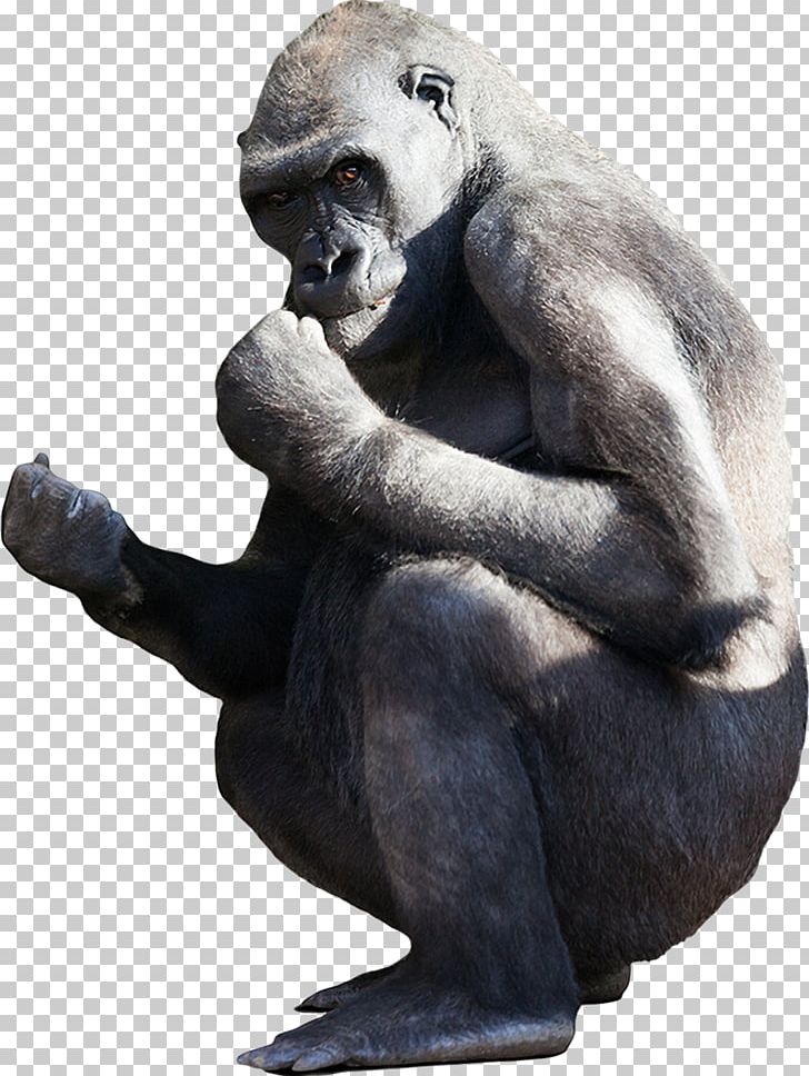 Gorilla Stock Photography PNG, Clipart, Animals, Can Stock Photo, Carnivore, Chimpanzee, Common Chimpanzee Free PNG Download